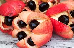 Ackee the Jamaican National; Fruit
