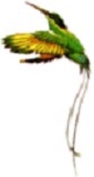The Jamaican National Bird